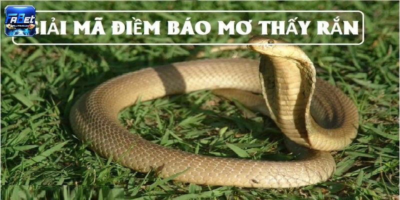 Giải đáp nằm mơ thấy rắn