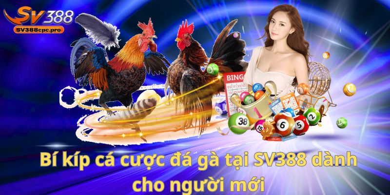 Bí kíp cá cược đá gà tại SV388 dành cho người mới